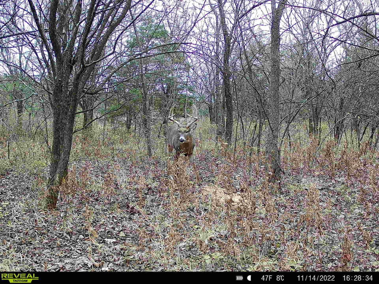 HLRBO Hunting Lease 232 acres in Osage County,Kansas