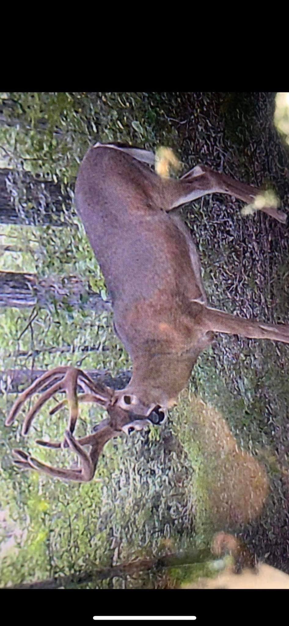 HLRBO Hunting Lease 700 acres in Ohio County,Kentucky