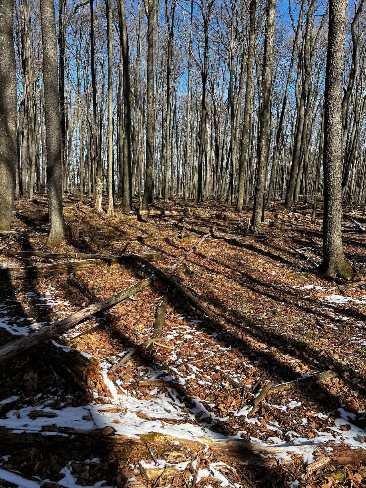 HLRBO Hunting Lease 375 acres in Allegany County,New York