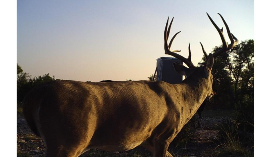 HLRBO Hunting Lease 2400 acres in Kimble County,Texas