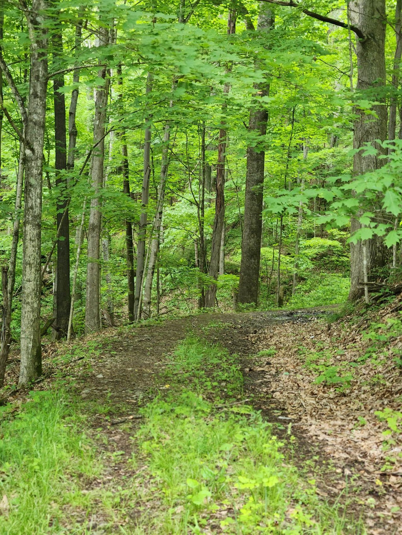 HLRBO Hunting Lease 123 acres in Greenbrier County,West Virginia