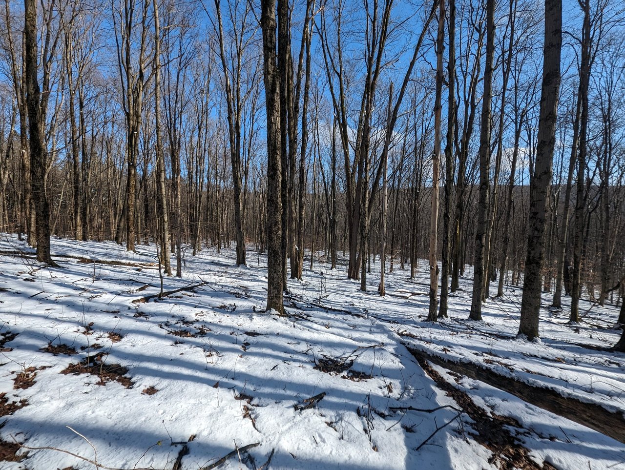 HLRBO Hunting Lease 63 acres in Cortland County,New York