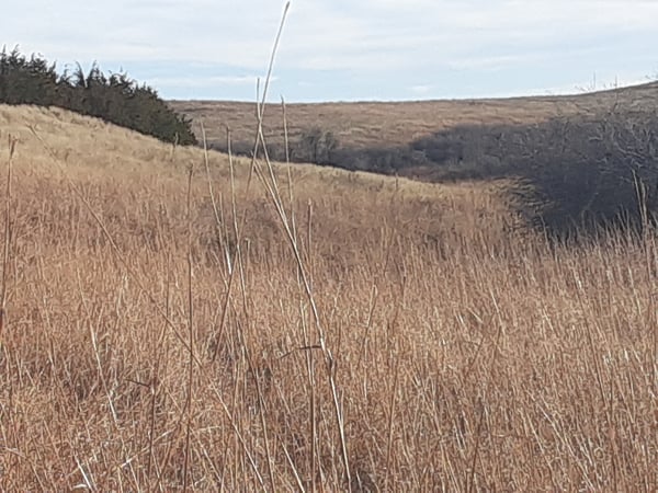 HLRBO Dewey,South Dakota Hunting Lease 12,000.00 Per Season