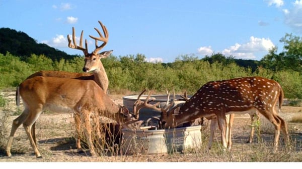 HLRBO Kimble,Texas Hunting Lease 4,000.00 Per Week