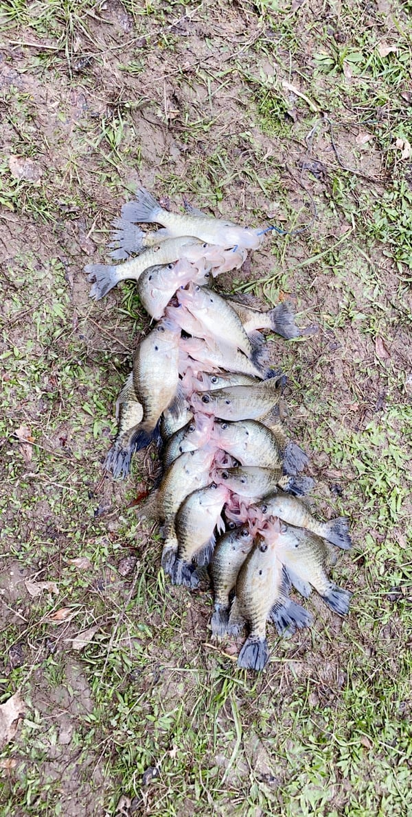 HLRBO Avoyelles,Louisiana Hunting Lease 325.00 Per Day