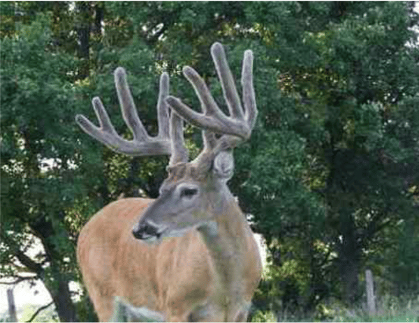 HLRBO Coshocton,Ohio Hunting Lease 1,495.00 Per Week