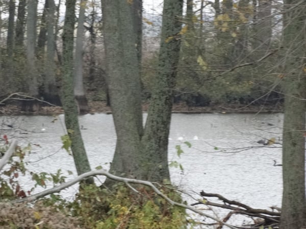 HLRBO St. Francis,Arkansas Hunting Lease 2,500.00 Per Year