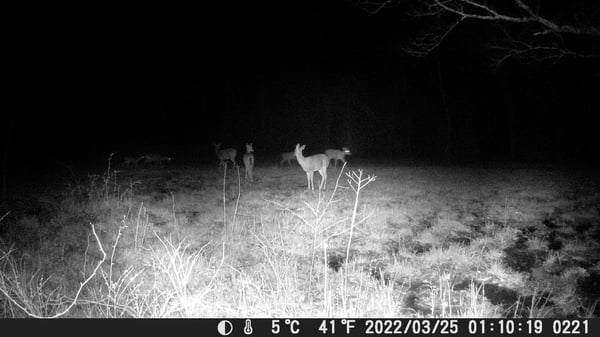 Arkansas Deer Season 2023 24 - ufp0bnc
