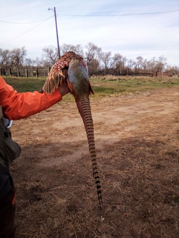 HLRBO Brule,South Dakota Hunting Lease 200.00 Per Day