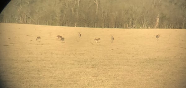 HLRBO Milam,Texas Hunting Lease 20,000.00 Per Year