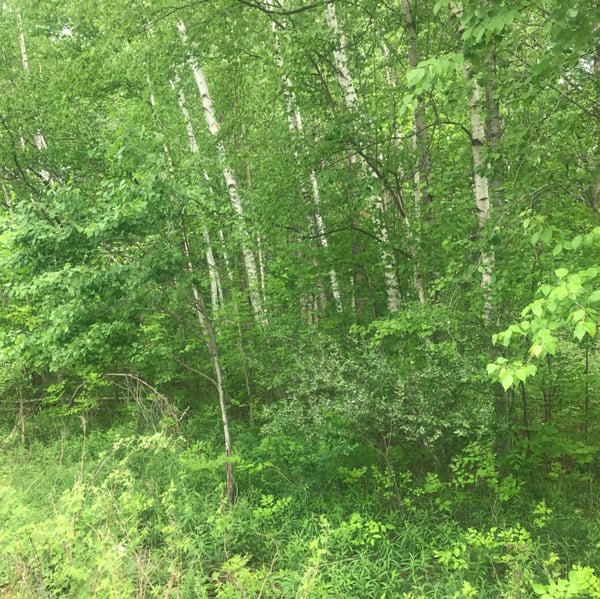 HLRBO Mecosta,Michigan Hunting Lease Price not available