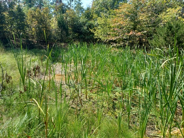 HLRBO Oregon,Missouri Hunting Lease 29,500.00 Per Year