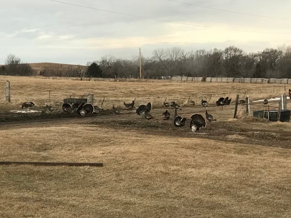 HLRBO Rock,Nebraska Hunting Lease 18,000.00 Per Year