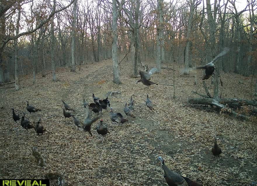 82 acres for Turkey lease in N Missouri