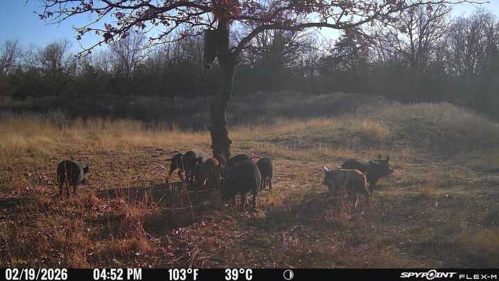 100 acres - Hubbard, Texas