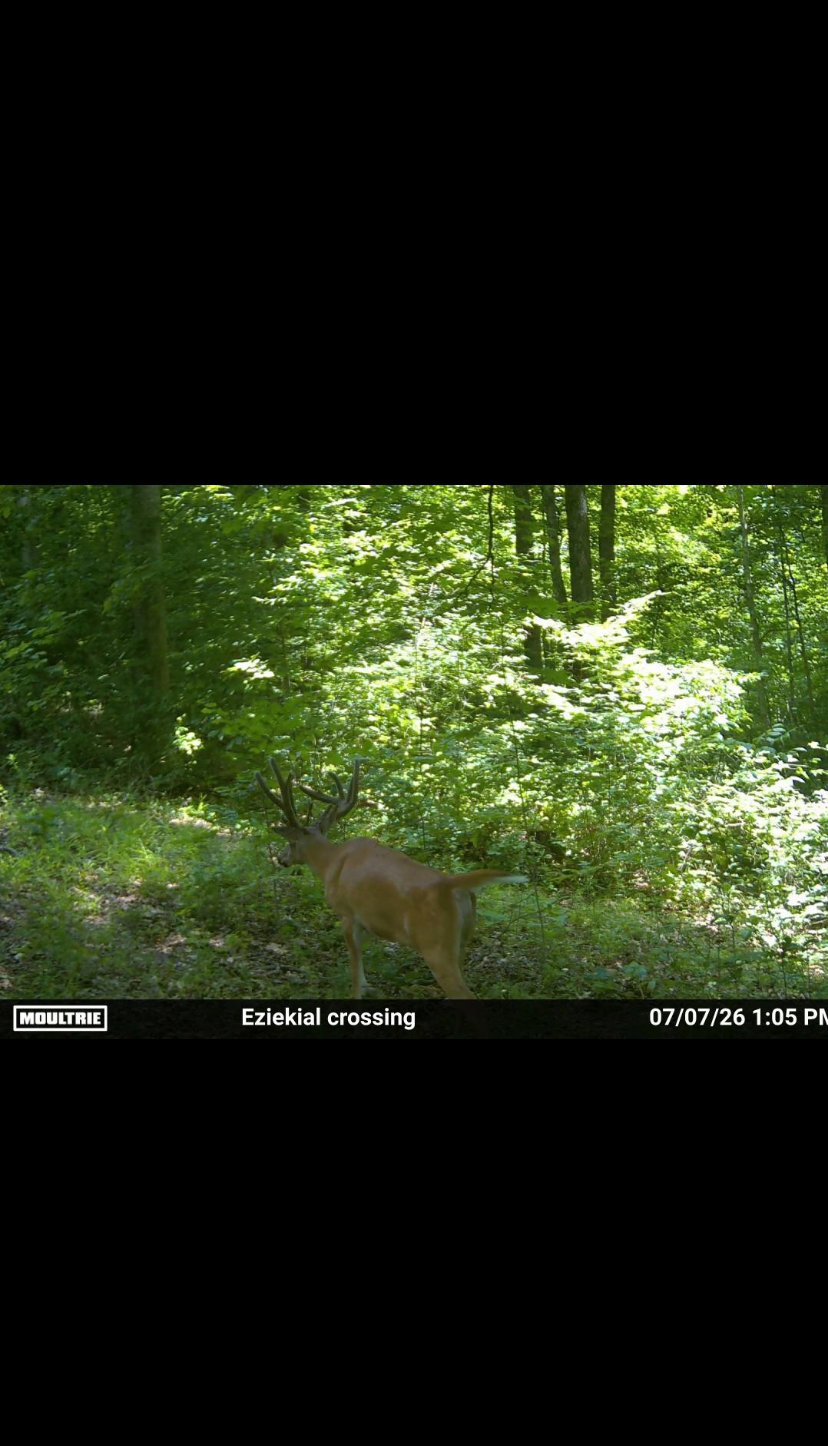 Available whitetail hunting with lodging Salem , Indiana