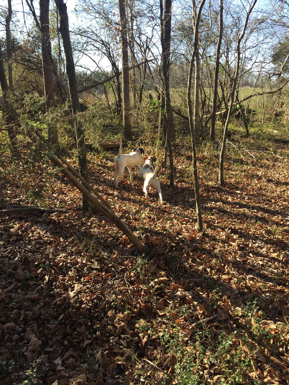 River hollow hunting preserv