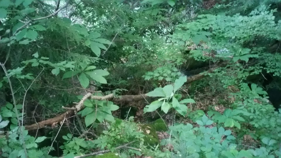 Heavenly WV Wilderness