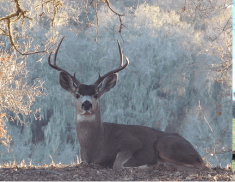 Zone A Deer Hunting CA