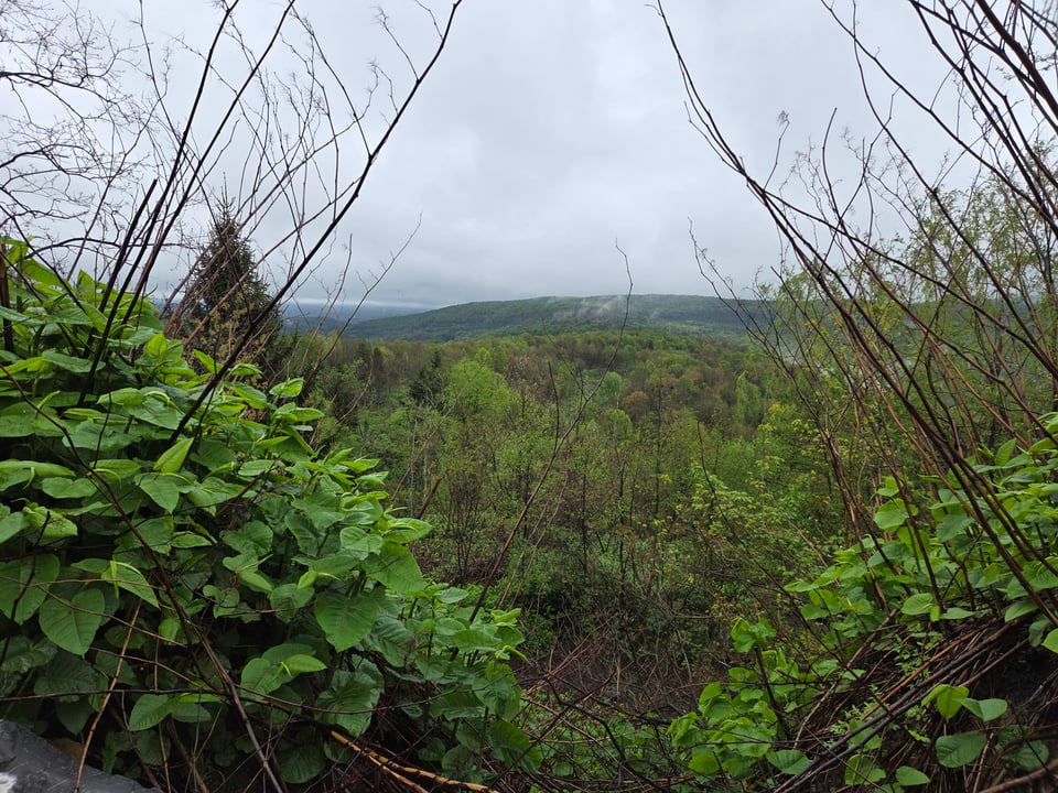 Cambria county hunting land