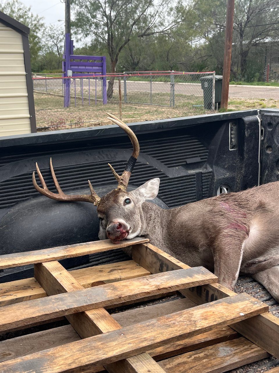 Beautiful. 500 in Zapata, Texas