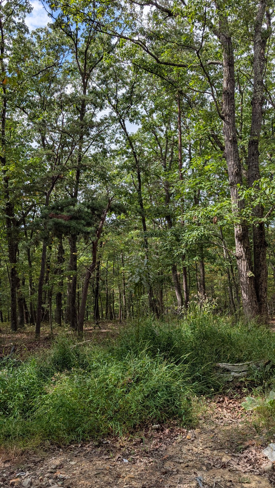 Excellent bow-arrow hunting opportunity Morgan, West Virginia