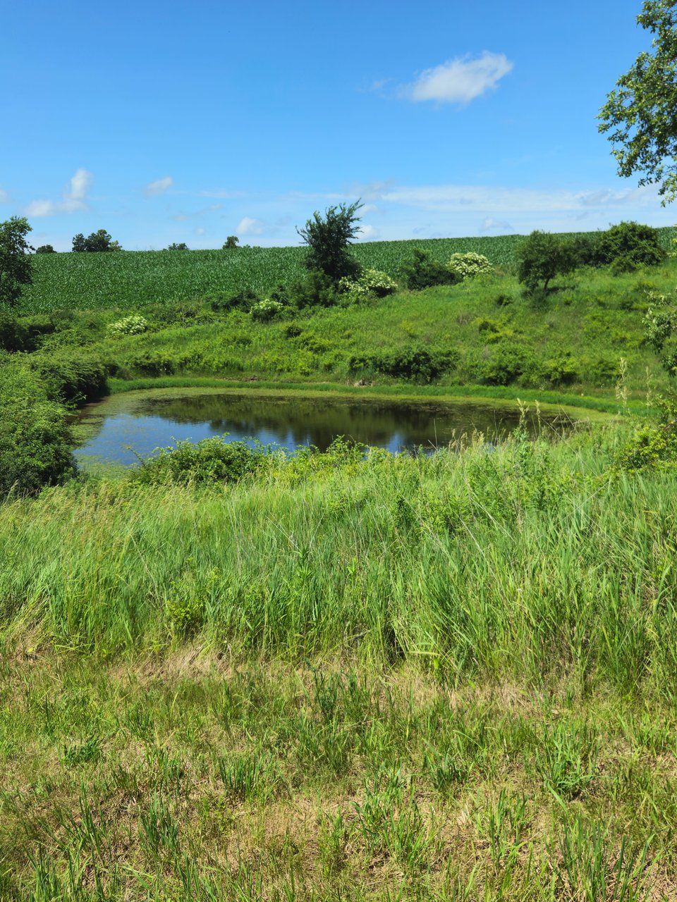 Beautiful 206 acres in Allamakee, Iowa Lodging Available!