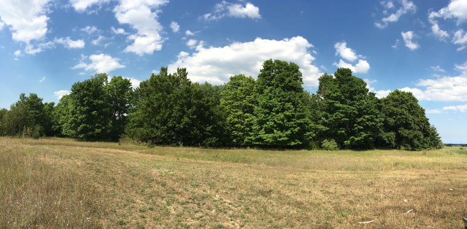 Rolling Fields & Forest