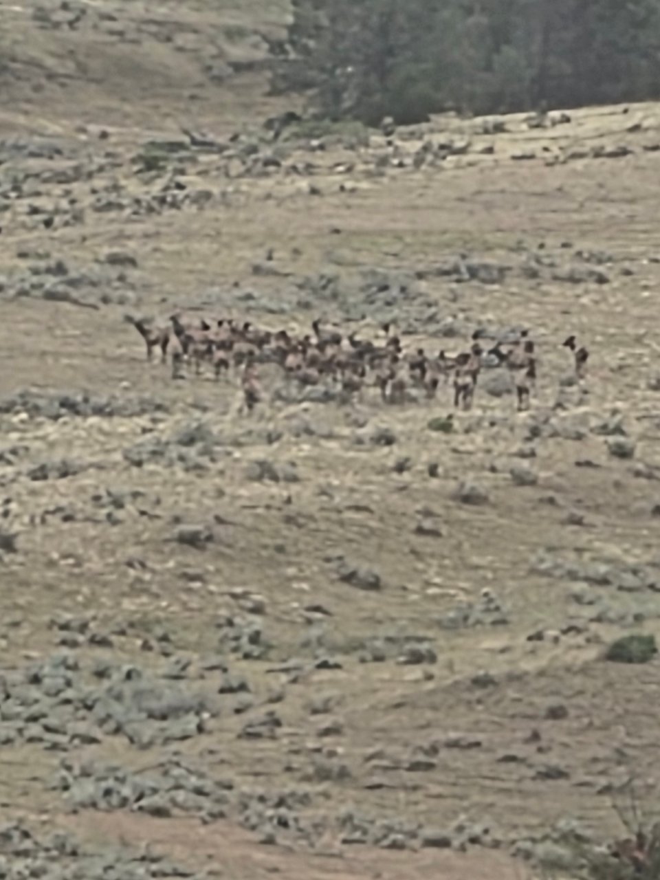 3000 acre ranch Large Bulls Timber great habitat