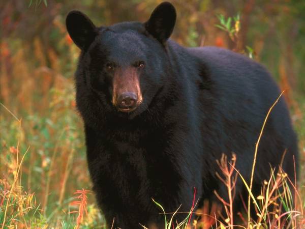 Hunting 786 Acres - At capacity