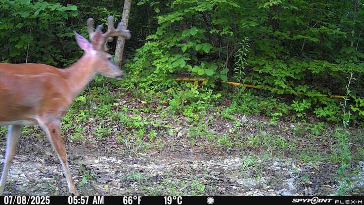 Monticello, Kentucky hunting land  ***UPDATED PRICING AGAIN***