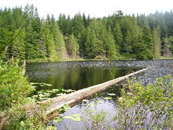 Pine Lake Unit