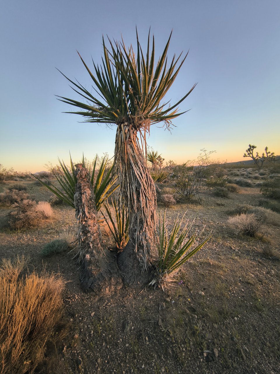 Now available 1, Apache, Arizona