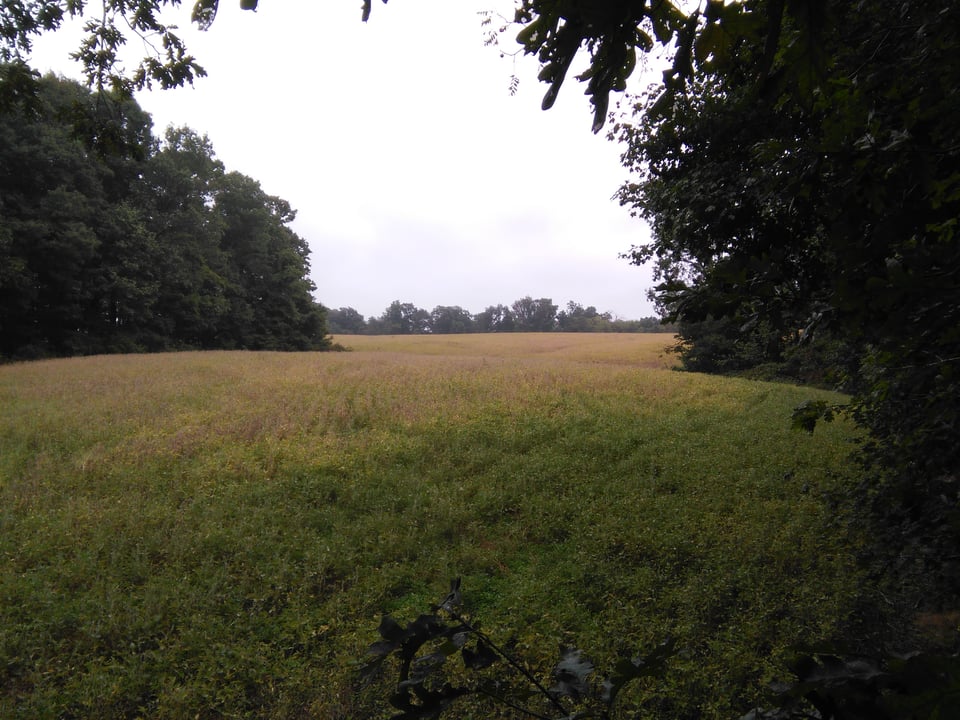 Hunting land - 260 acres, Eckerty, Indiana