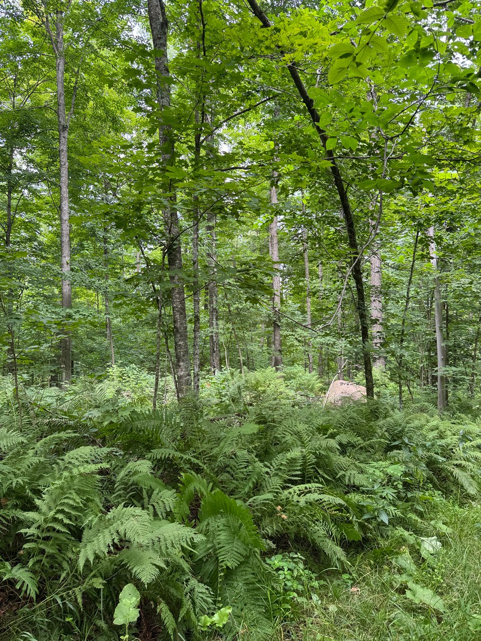 Hunting land available in Langlade Co.