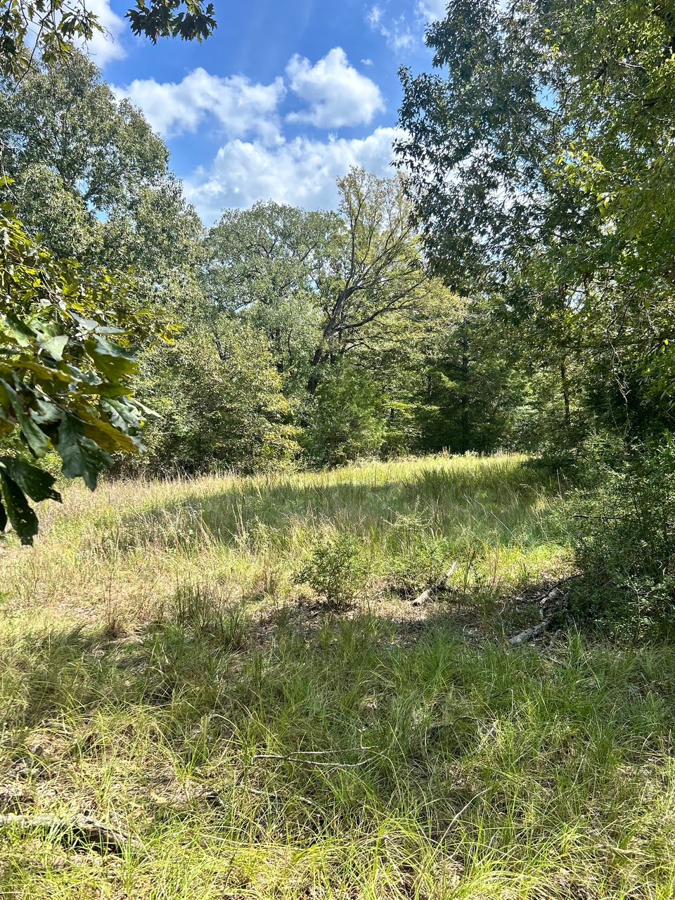 Hunting land - 30 acres, Palestine, Texas