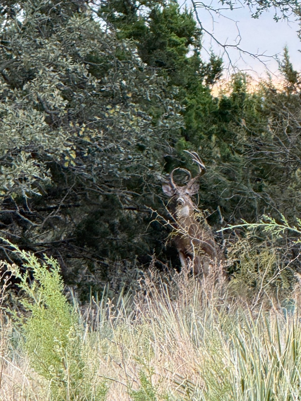 3353 acres - Bronte, Texas