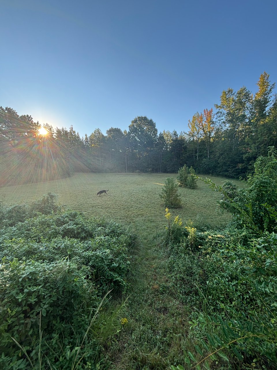 20 acres in York for lease backing up to 320 acres wildlife reserve to hunt