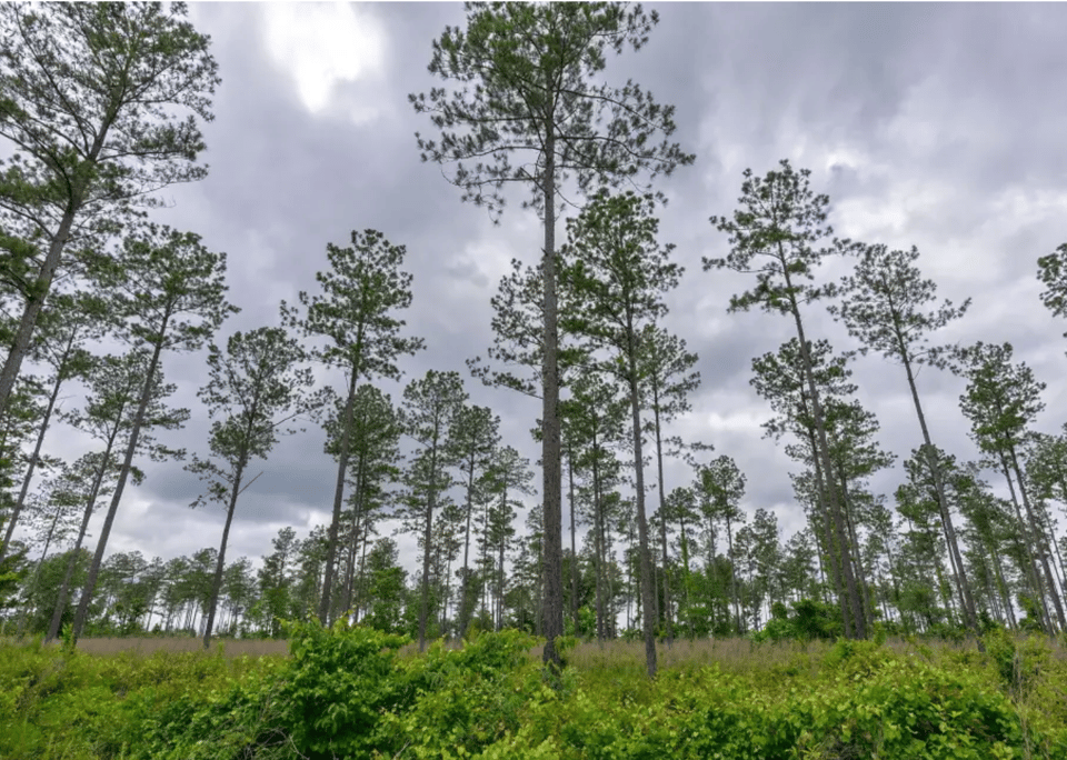 Hunting land - 11 acres, Stephens, Georgia