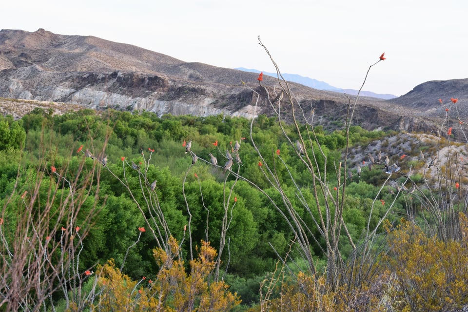 1100 acres in Presidio Co. for lease