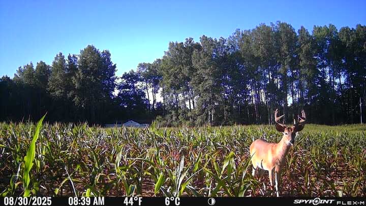 40 acres - Mecosta, Michigan