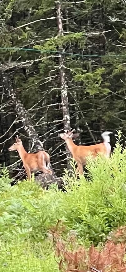 22 acres - Milbridge, Maine
