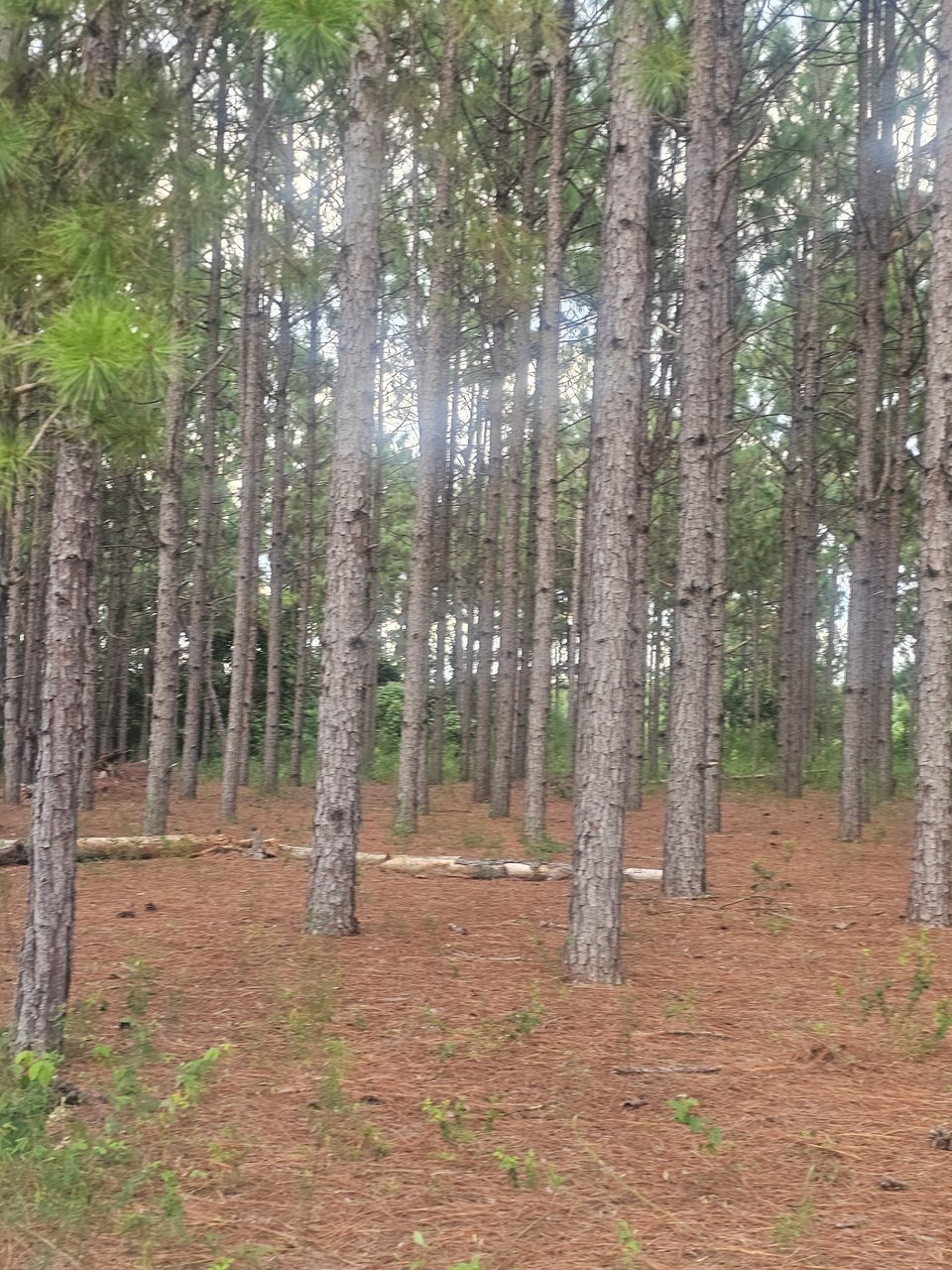 36 acres in Stewart Co. for lease