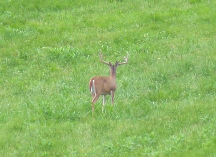 Hunting land available in Graves Co.