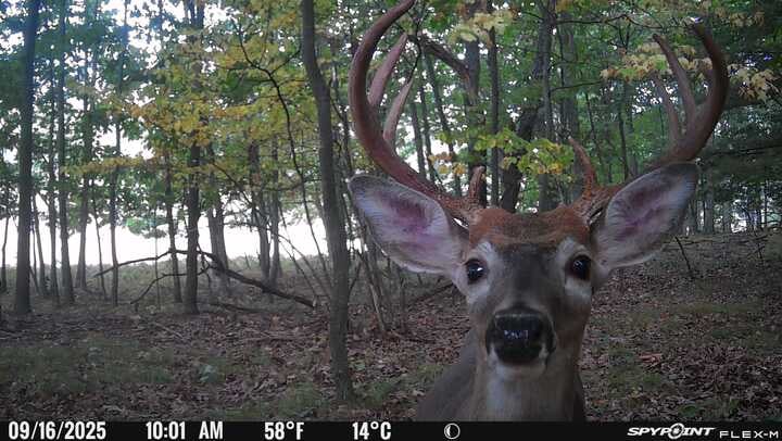 Excellent hunting opportunity in Mecosta County