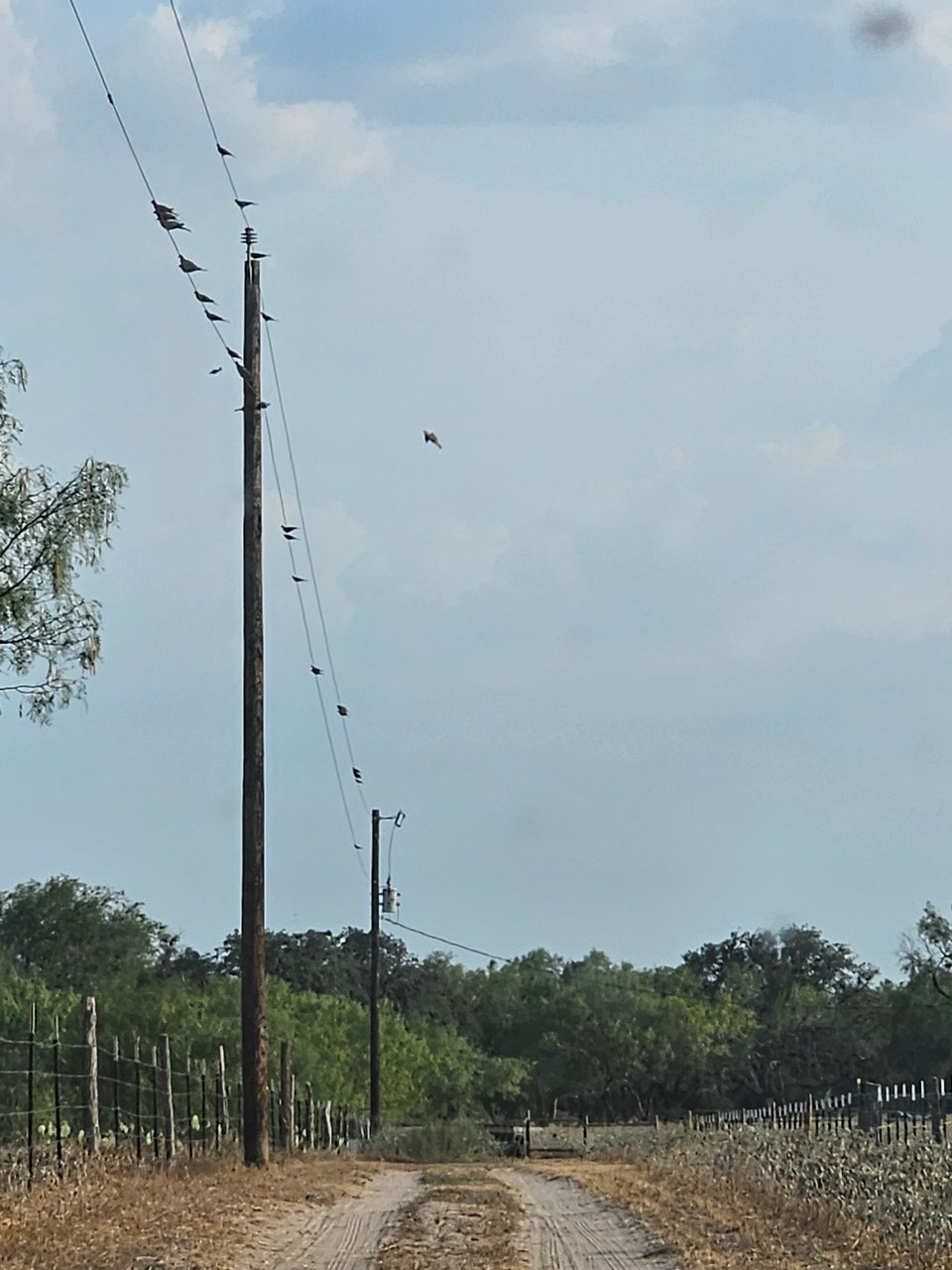 Devine, Texas - 2027 DAY DOVE hunting availabilty