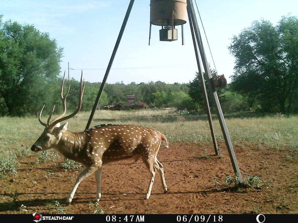 Hill Country Deer Hunt