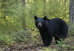 Great hunting in Yancey, NC