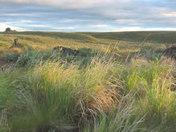 Sagebrush Flat Unit