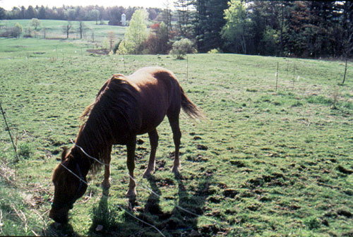 Pineland Public Reserved Land